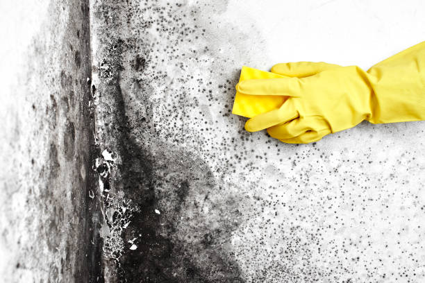 Best Commercial Mold Remediation in Fair Lawn, NJ