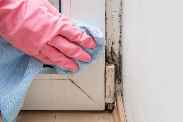 Best Attic Mold Remediation in Fair Lawn, NJ